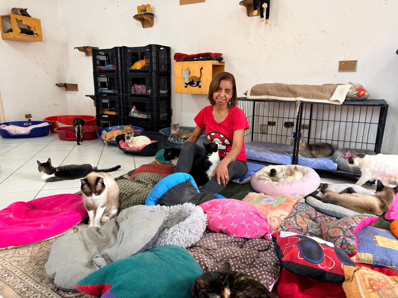 Tia Fátima cuidando dos gatos no abrigo